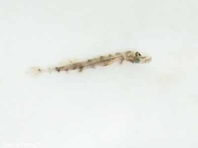 Doryrhamphus pessuliferus, Sulu Seenadel Tag 1