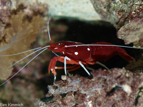 Lysmata debelius, Kardinalsgarnele