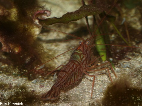 Lysmata wurdemanni, Wurdemanns Garnele