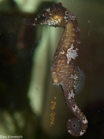 Hippocampus erectus, Linien-Seepferdchen