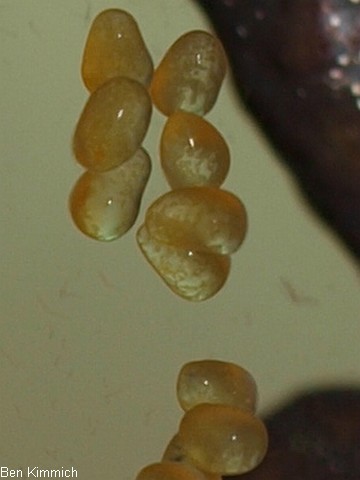 Hippocampus erectus, Linien-Seepferdchen