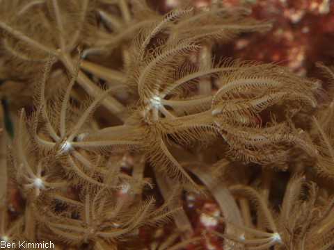 Anthelia sp. 03, Zartgefiederte Strausskoralle
