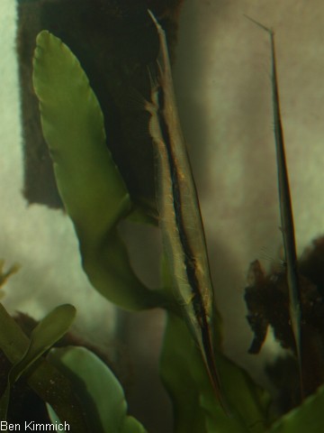 Aeoliscus strigatus, Rasiermesserfisch