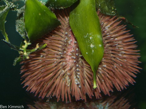 Tripneustes ventricosus, Karibischer Seeigel