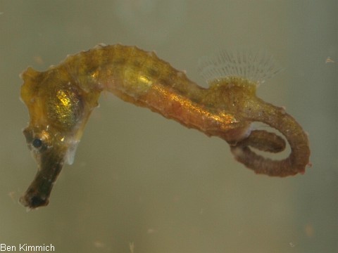Hippocampus erectus, Linien-Seepferdchen
