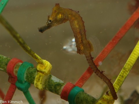 Hippocampus erectus, Linien-Seepferdchen