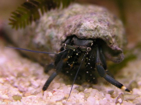 Clibanarius virescens, Weifu-Ksteneinsiedlerkrebs