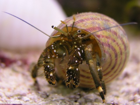 Clibanarius virescens, Weifu-Ksteneinsiedlerkrebs