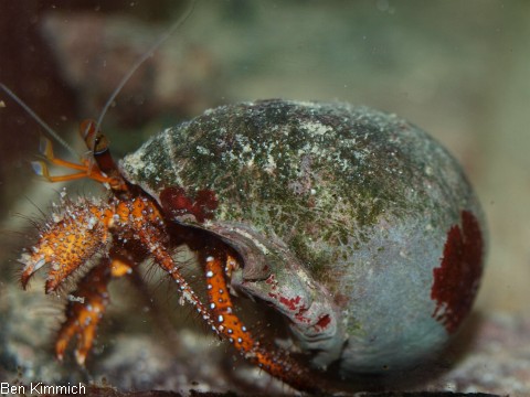Dardanus megistos, Weisspunkt-Einsiedler