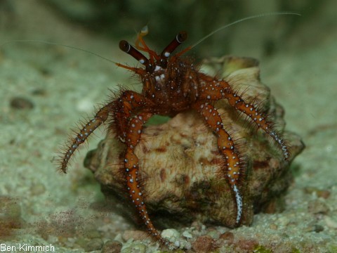 Dardanus megistos, Weisspunkt-Einsiedler