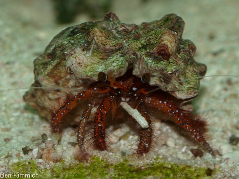 Dardanus megistos, Weisspunkt-Einsiedler