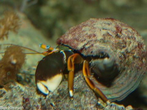 Calcinus laevimanus, Groscheren-Einsiedlerkrebs