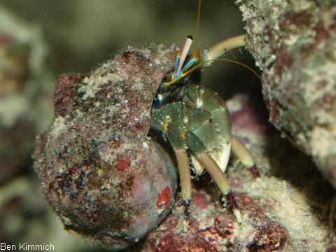 Calcinus latens, Einsiedlerkrebs