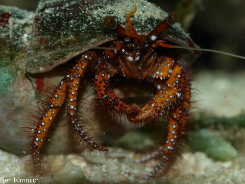 Dardanus megistos, Weisspunkt-Einsiedler