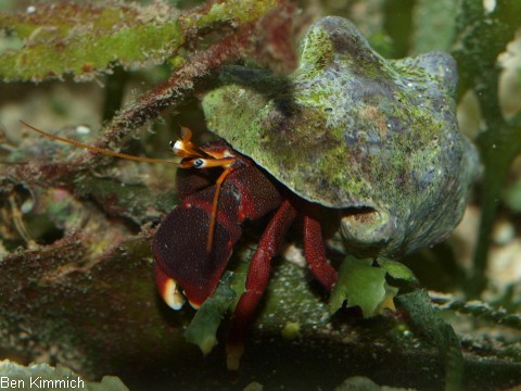 Calcinus tibicen, Orangescheren Einsiedler