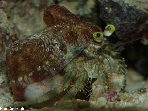 Dardanus deformis, Blasser Anemonen-Einsiedler