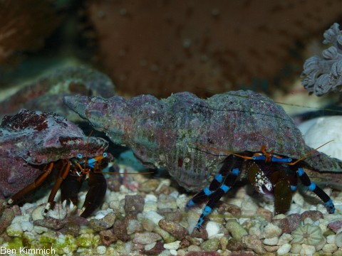 Calcinus elegans und Calcinus laevimanus