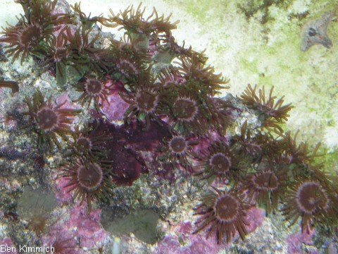 Feueranemonen