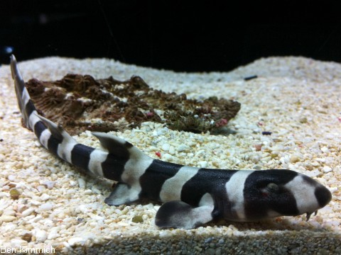 Chiloscyllium punctatum, Braungeb nderter Bambushai