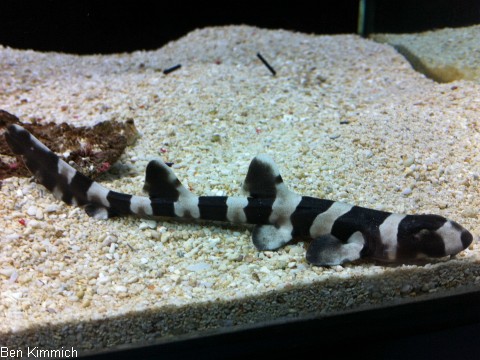 Chiloscyllium punctatum, Braungeb nderter Bambushai