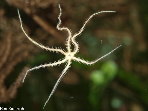 Ophiocoma pumila, Schlangenstern