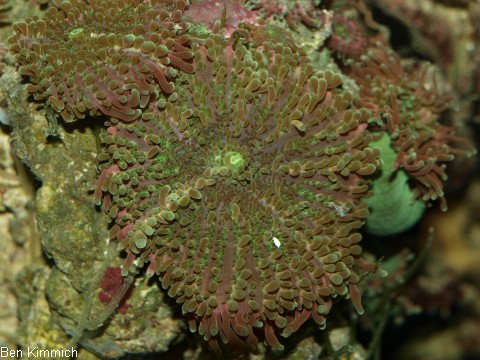 , Scheibenanemone