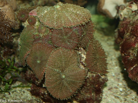 , Scheibenanemone