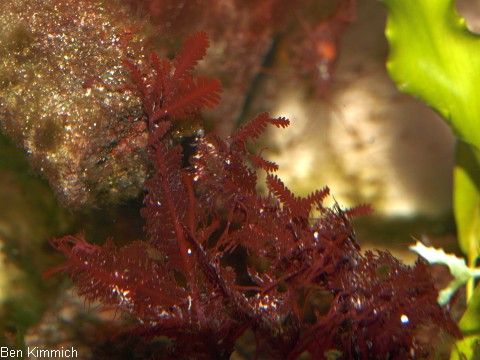 Gelidium sp. 01, Rotalge