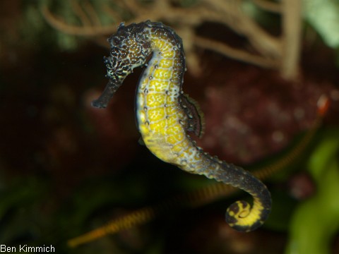 Hippocampus comes, Seepferdchen