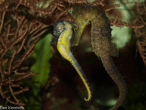 Hippocampus reidi und h. comes, Seepferdchen
