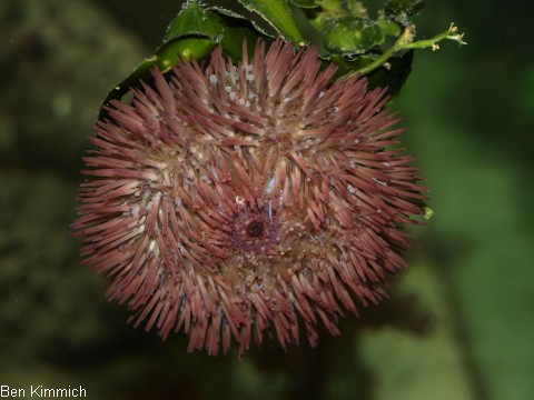 Tripneustes ventricosus, Karibischer Seeigel