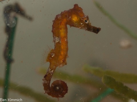 Hippocampus erectus, Linien-Seepferdchen