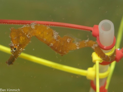 Hippocampus erectus, Linien-Seepferdchen