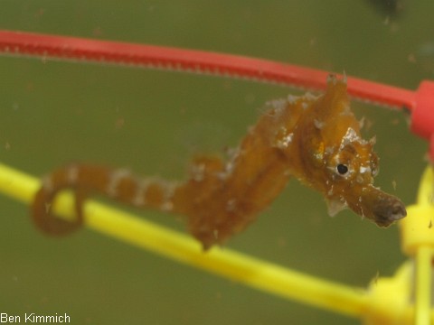 Hippocampus erectus, Linien-Seepferdchen