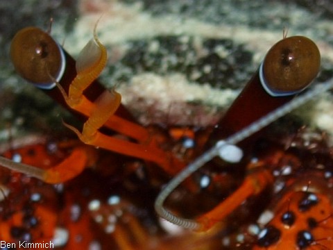 Dardanus megistos, Weisspunkt-Einsiedler