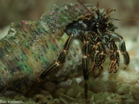 Clibanarius striolatus, Striolatus-Einsiedler