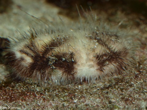 Maretia planulata, Irregulrer Herzseeigel
