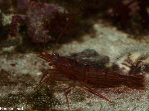 Lysmata wurdemanni, Wurdemanns Garnele