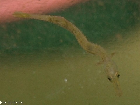 Doryrhamphus pessuliferus, Sulu Seenadel Tag 9
