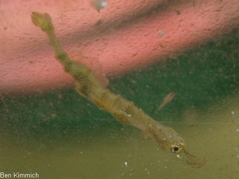 Doryrhamphus pessuliferus, Sulu Seenadel Tag 9