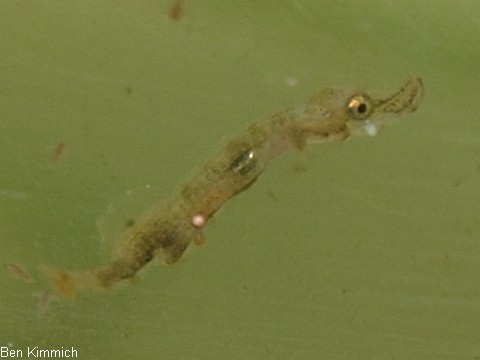 Doryrhamphus pessuliferus, Sulu Seenadel Tag 9