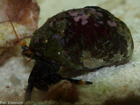 Clibanarius englaucus, Einsiedler