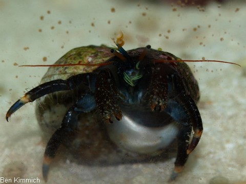 Clibanarius englaucus, Einsiedler