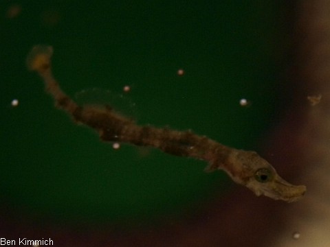 Doryrhamphus pessuliferus, Sulu Seenadel Tag 14