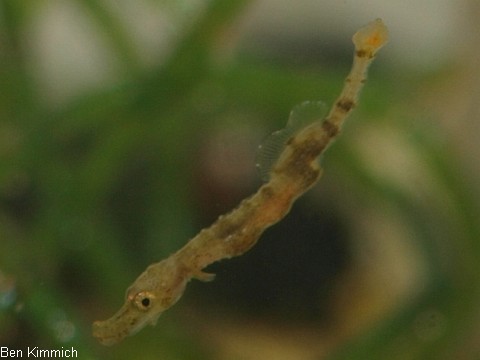Doryrhamphus pessuliferus, Sulu Seenadel Tag 16