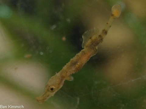 Doryrhamphus pessuliferus, Sulu Seenadel Tag 16