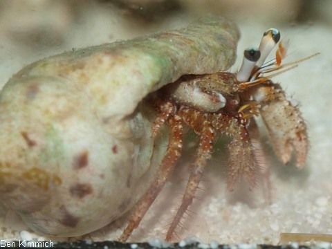 Dardanus lagopodes, Einsiedlerkrebs