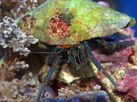 Clibanarius sp. 01, Einsiedlerkrebs