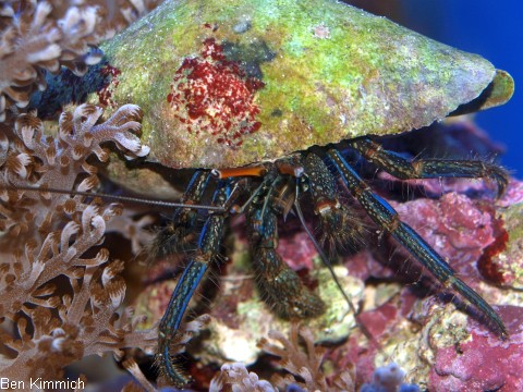 Clibanarius sp. 01, Einsiedlerkrebs