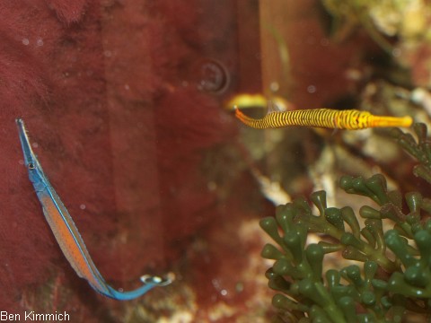 Doryrhamphus janssi, Jansis Seenadel und Doryrhamphus pessuliferus, Sulu Seenadel